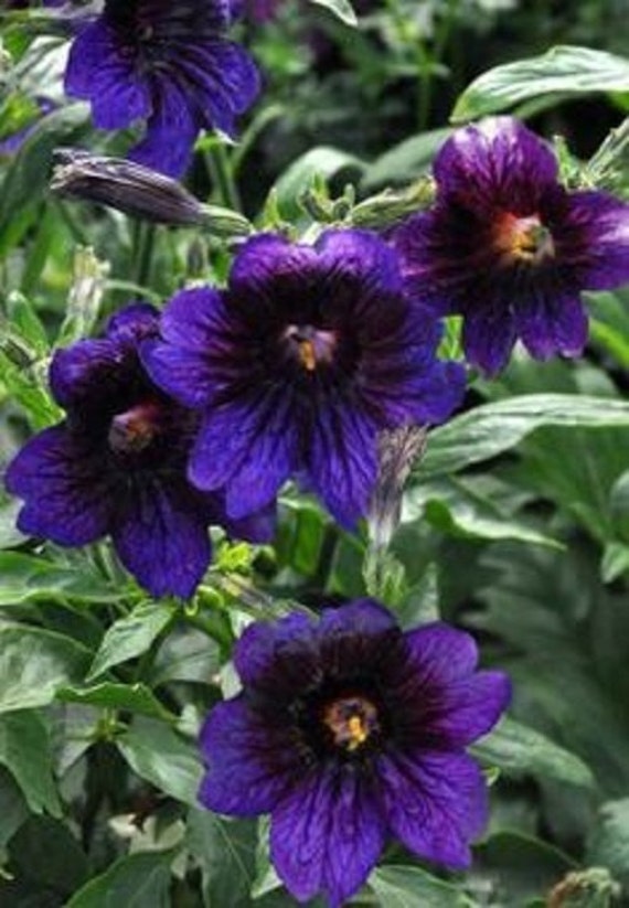 400 graines Aquilegia-McKanas Mélange Géant
