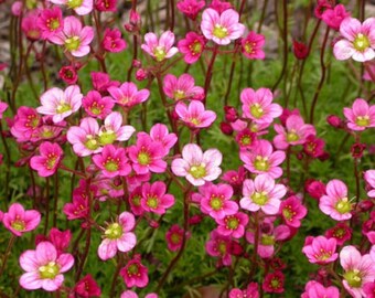 Pink Carpet Saxifraga Flower Seeds / Arendsii / Perennial 50+