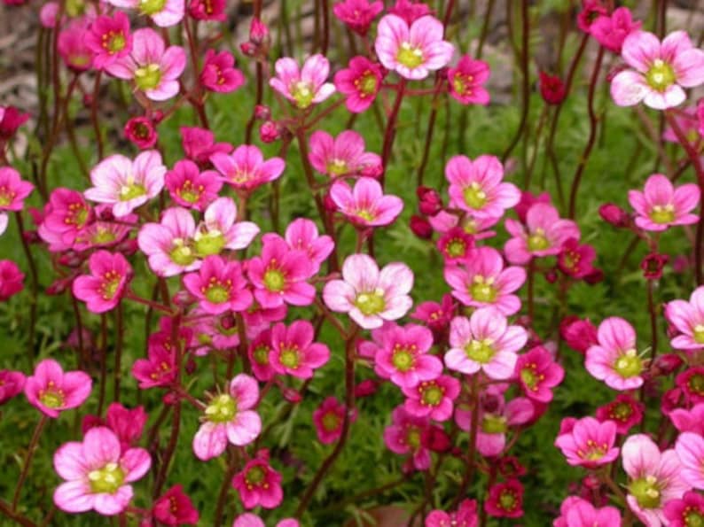 Pink Carpet Saxifraga Flower Seeds / Arendsii / Perennial 50 image 1