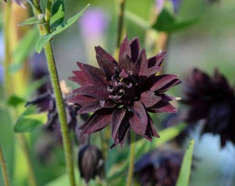 Aquilegia Black Barlow Flower Seeds / Perennial   30+