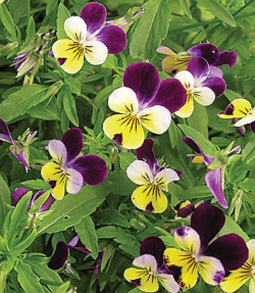 Viola Helen Mount Johnny Jump up Flower Seeds / Perennial 75 Etsy