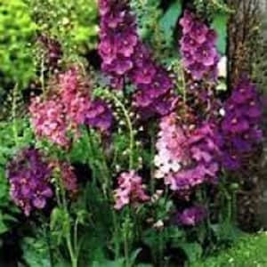 Verbascum Hybrids Mix Flower Seeds / Perennial   75+
