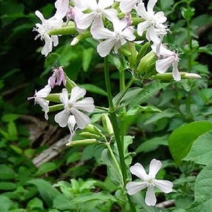 Saponaria Snow Tip Soapwort Flower Seeds / Perennial 25+