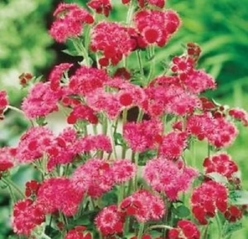 Red Flint Ageratum Flower Seeds / Annual 50 Etsy