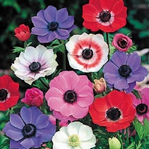 Anemone  Multifida Mix Flower Seeds / Perennial 50+