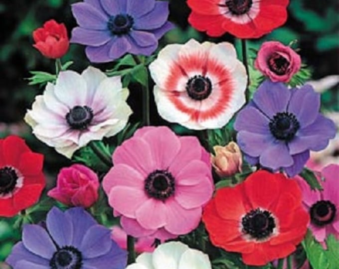 Anemone Multifida Mix Flower Seeds / Perennial 50 Etsy