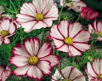 Cosmos Sensation Picotee Flower Seeds / Annual / 35+