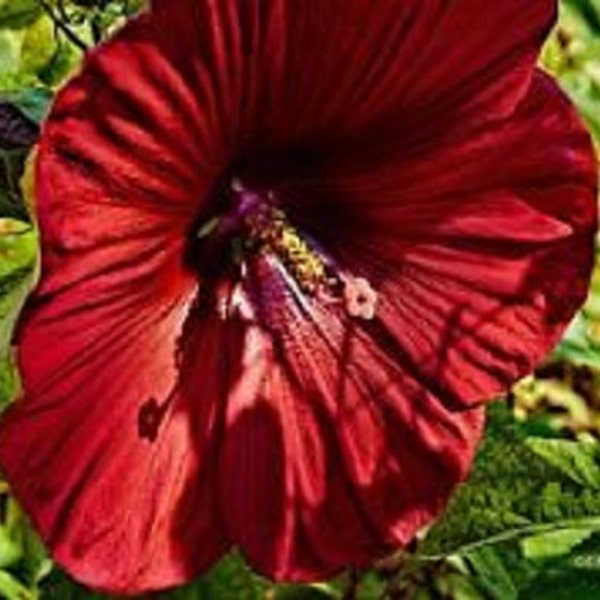 Red Scarlet Hollyhock Flower Seeds / Alcea / Perennial    50+
