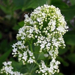 White Jupiter&#39;s Beard Flower Seeds / Perennial  40+