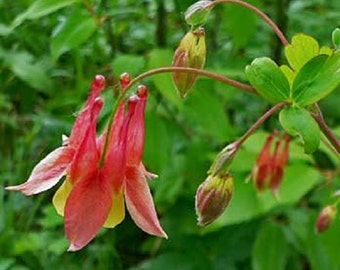 Eastern Red Aquilegia Columbine Flower Seeds / Canadensis / Perennial 25+