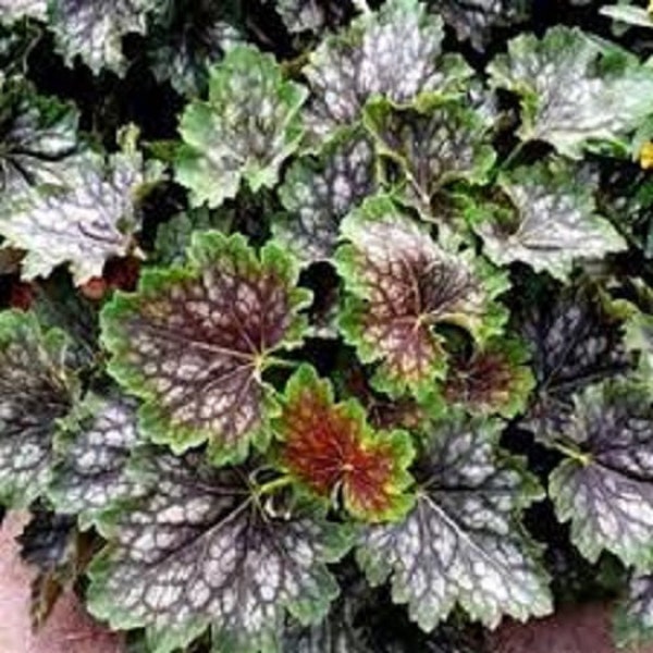 Heuchera Marvelous Marble Flower Seeds / Americana/ Perennial 50+