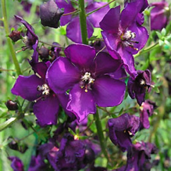 Violet Verbascum Flower Seeds / Phoenicium / Perennial 50+