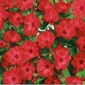 Mirabilis Jalapa Scarlet Red Flower Seeds/ Four O'Clock/ Perennial  40+ INTERNATIONAL NOT AVAILABLE