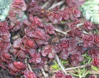 Purple Carpet Sedum Flower Seeds / Perennial  50+