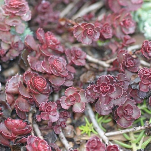 Purple Carpet Sedum Flower Seeds / Perennial 50 Etsy