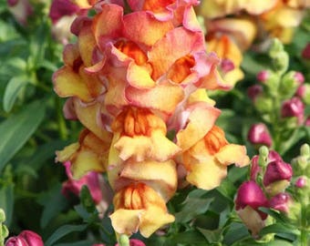 Montego Sunset Antirrhinum Flower Seeds / Annual 50+