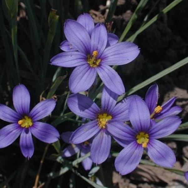 Violet Blue Eyed Grass Flower Seeds / Sedge / Sisyrinchium /Perennial 30+