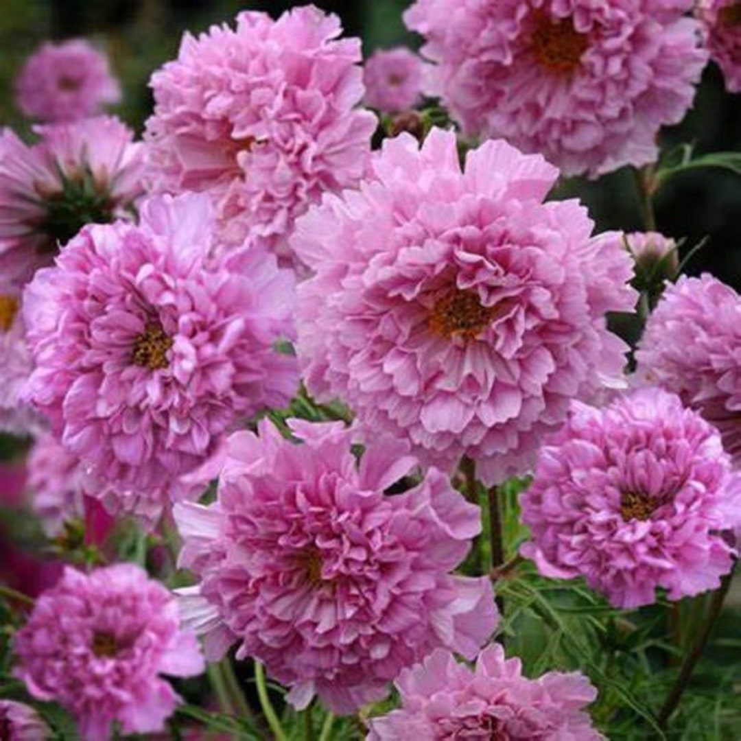 Rose Double Dutch Cosmos Flower Seeds/annual/50 - Etsy