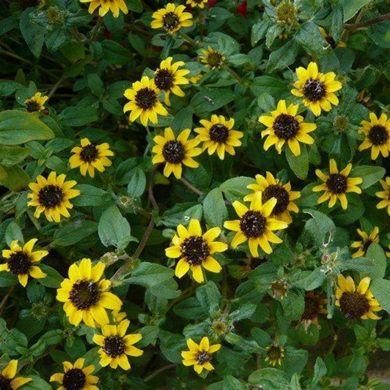 Creeping Zinnia Vanila Sprite Flower Seeds / Annual 75 image 1