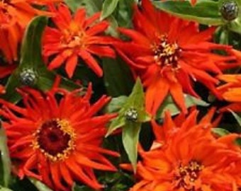 Zinnia Inca Orange Flower Seeds / Annual  30+