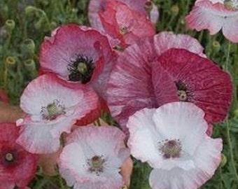 Mother Of  Pearl Papaver Flower Seeds / Rhoeas / Annual 50+