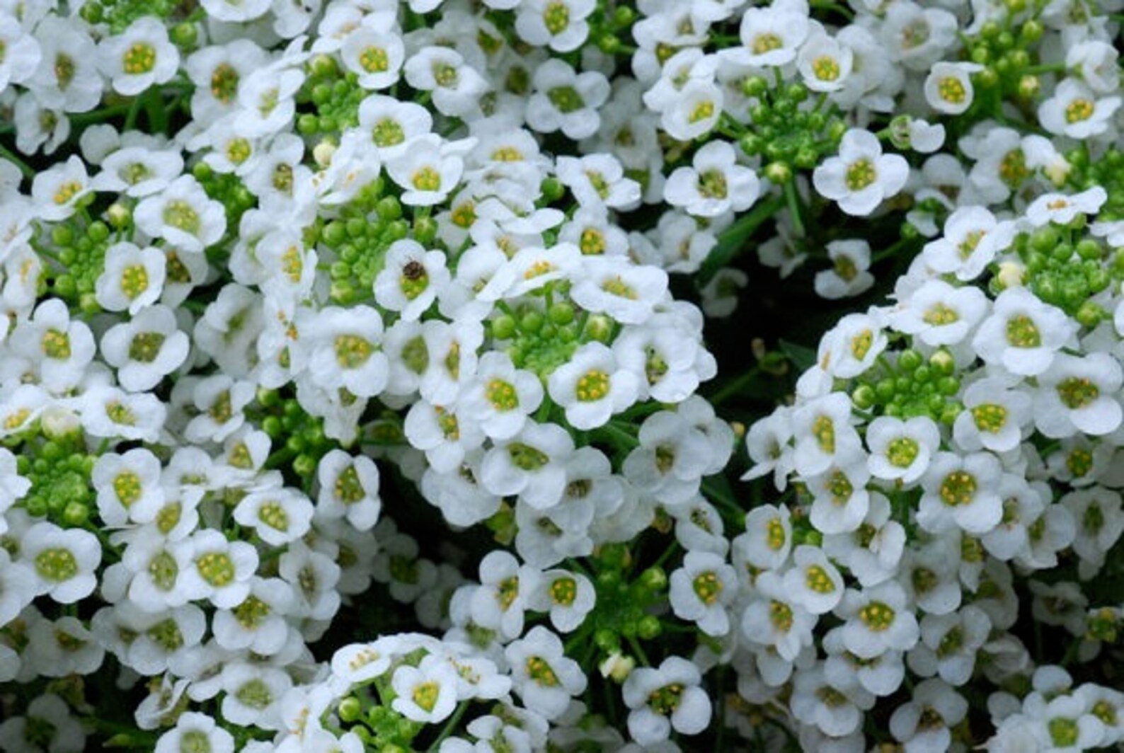 Tiny Tim Alyssum Flower Seeds / Lobularia Maritima / Annual Etsy