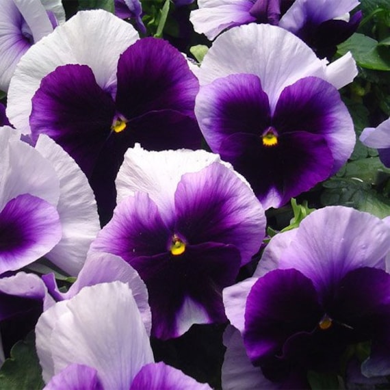 Swiss Giant Purple & White Viola Pansy Flower Seeds / - Etsy