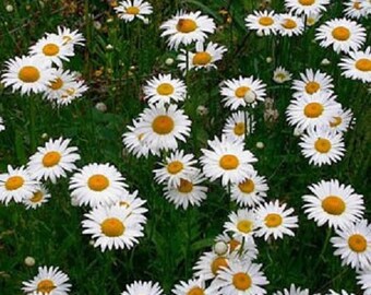 Ox-Eye Daisy Chrysanthemum Flower Seeds / Perennial  75+