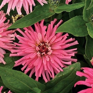 Zinnia Pinca Pink  Flower Seeds / Annual 30+