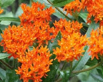 Wild Orange Butterfly Flower Seeds/  Asclepias / Perennial    30+