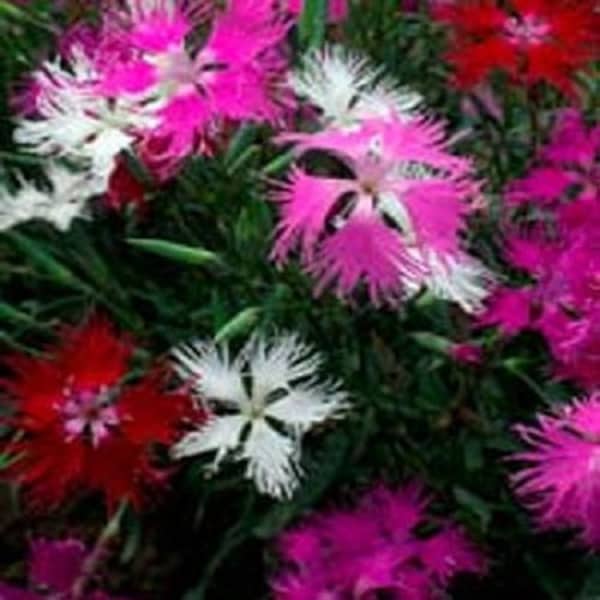 Pink Dianthus Superbus Mix Flower Seeds / Hybrids/ Perennial 50+