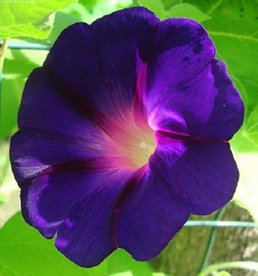 Morning Glory Star of Yelta Flower Seeds / Ipomoea / Perennial picture