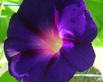 Morning Glory Star Of Yelta Flower Seeds / Ipomoea / Perennial    20+