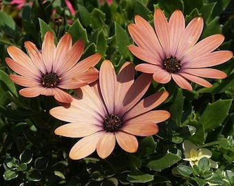 African Daisy Salmon Flower Seeds / Annual   40+