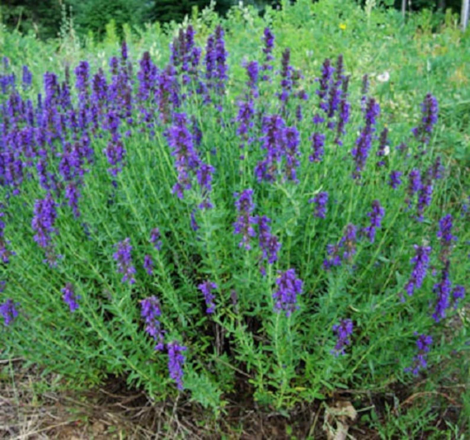 Пряное лекарственное. Иссоп лекарственный (Hyssopus officinalis). Иссоп лекарь. Иссоп Зеравшанский. Иссоп лекарственный (синий).