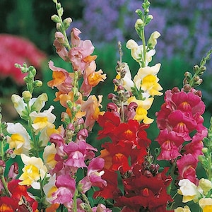 Snappy Tongue Antirrhinum Flower Seeds / Snapdragon / Annual / 50+
