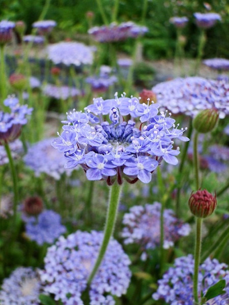 Blue Lace Didiscus Caeruleus Flower Seeds / Annual 50 image 1