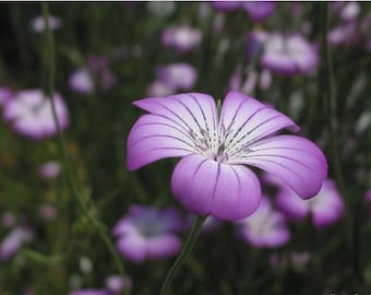 Purple Queen Agrostemma Flower Seeds / Self-Seeding Annual 50+