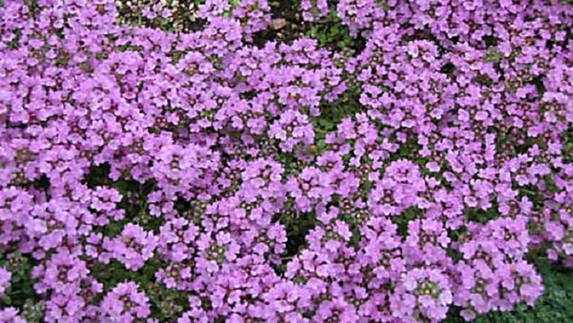 Purple Creeping Thyme Flower Seeds / Thymus / Perennial 120 Etsy