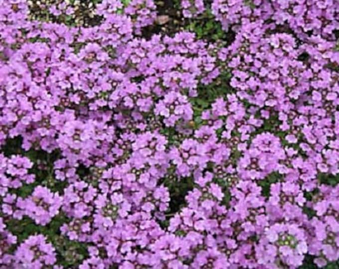 Purple Creeping Thyme Flower Seeds / Thymus / Perennial 120 Etsy