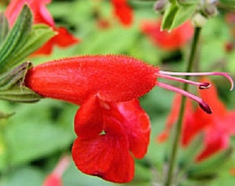 Hummingbird Lady In Red Salvia Flower Seeds / Perennial 40+