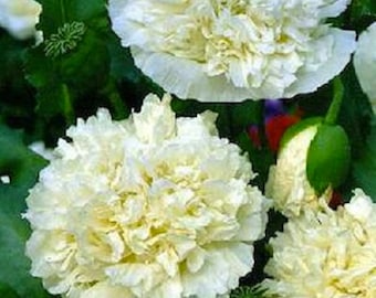 Cream Peony Poppy Flower Seeds / Papaver/ Annual  100+