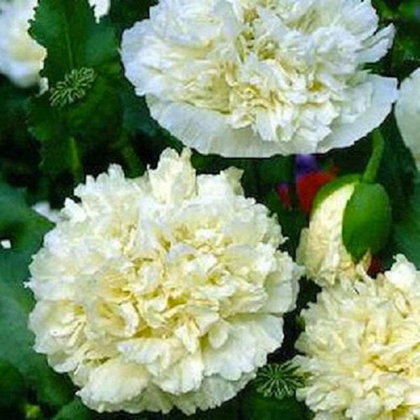 Cream Peony Poppy Flower Seeds / Papaver/ Annual  100+