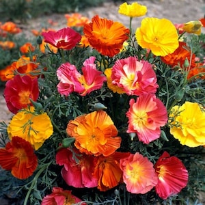 Thai Silk Bush Mix Poppy Flower Seeds/Californica/Annual 40+