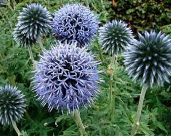 Blue Globe Thistle Flower Seeds / Echinops / Perennial 45+