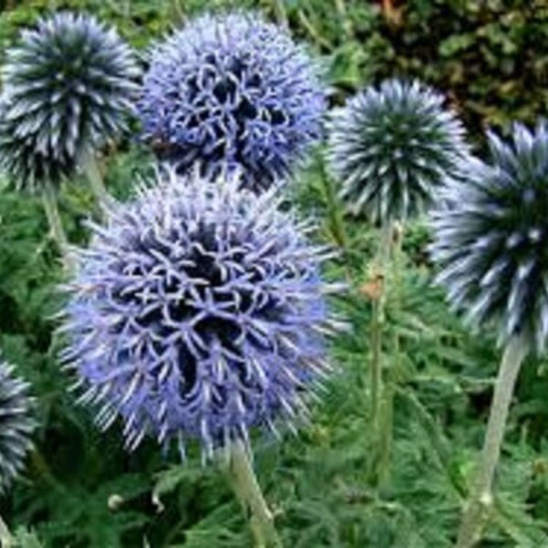 Blue Globe Thistle Flower Seeds / Echinops / Perennial 45+