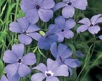 Blue Angel Viscaria Flower Seeds/ Oculata/ Annual  100+