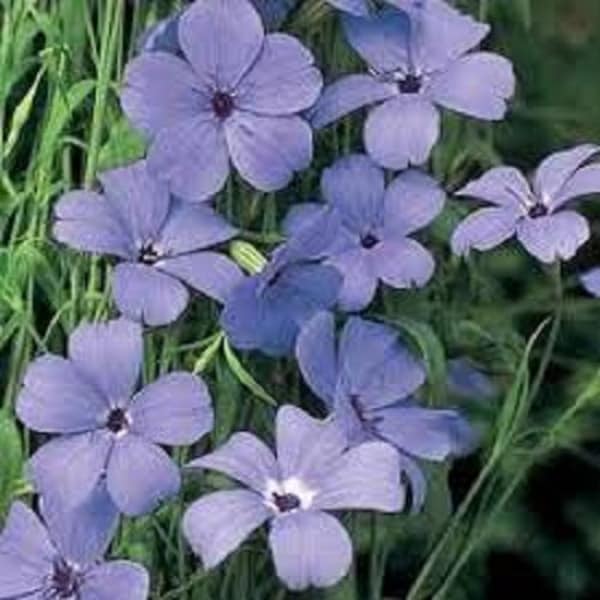 Blue Angel Viscaria Flower Seeds/ Oculata/ Annual  100+