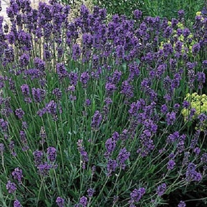 English Lavender Lavandula Flower Seeds / Perennial  75+