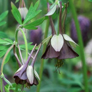 Aquilegia Bi-Color Chocolate Soldier Flower Seeds / Perennial   30+